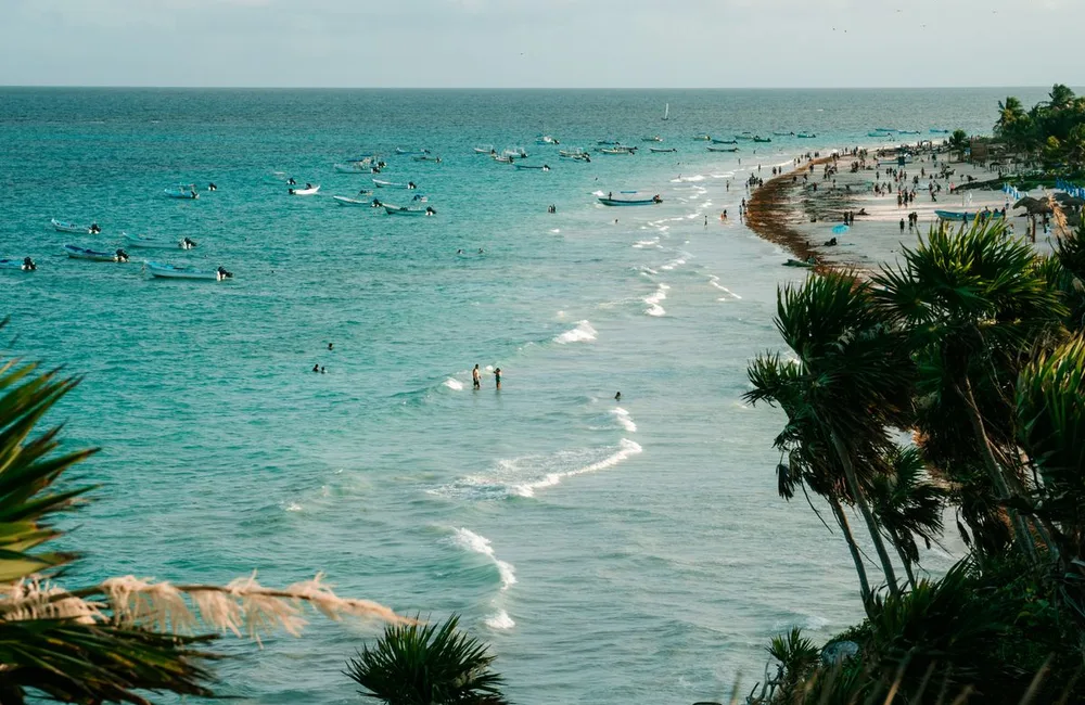 Palm trees beside a tropical beach
